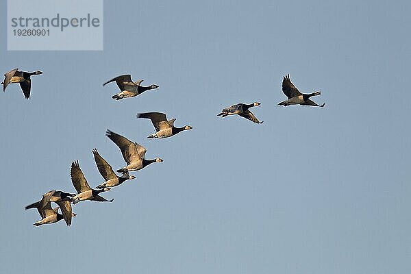 Weißwangengänse (Branta leucopsis) im Herbst auf dem Zug gen Süden (Nonnengaense)  Barnacle Geese migration in fall to the south