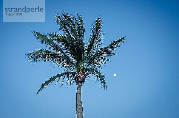 Dämmerung mit Vollmond und Palmensilhouette in Aruba  Karibik