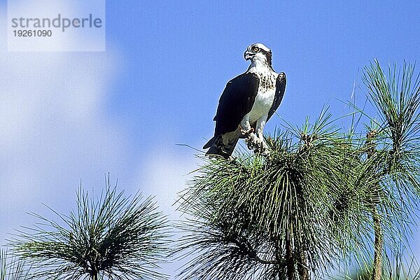Fischadler  das Gelege enthält 2  4 Eier (Foto Fischadler auf einer Baumspitze)  Osprey  the female lays 2 to 4 eggs (River Hawk) (Photo Osprey on a tree top)  Pandion haliaetus