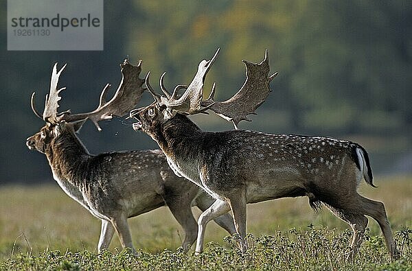 Damhirsche (Cervus dama) (Ritual vor dem Kampf)  Fallow Deer (Ritual in front of the fight)  Dama dama (dama)