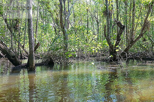 Riesige natürliche Mangroven mit weitem grünen Wald in der Natur