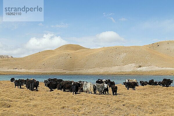 Eine Herde grasender Yaks am Tulpar See in der Nähe von Sary Mogul im Süden Kirgisistans