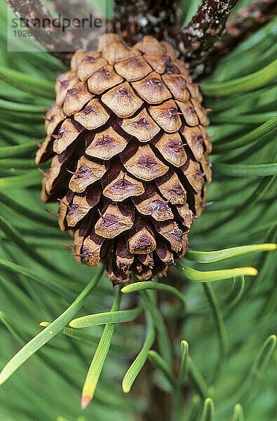 Waldkiefer (Pinus) natürlich gewachsene Kiefernwälder finden sich nur noch selten (Gemeine Kiefer) (Weisskiefer)  Scots Pine is an important tree in foresty sylvestris
