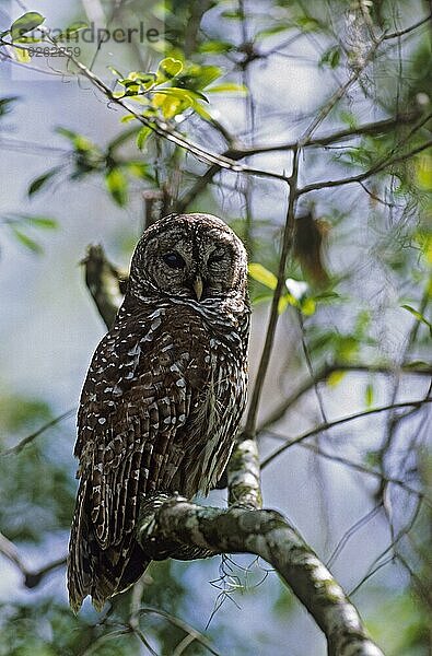 Streifenkauz (Strix varia) ruht bei Tageslicht auf einem Ast  Barred Owl resting on a branch by daylight (Hoot Owl) (Wood Owl)