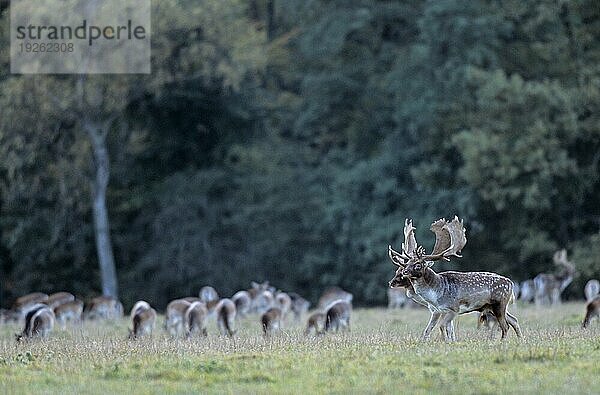 Damwild (Cervus dama) (Damhirsche) (Ritual vor einem Kampf)  Fallow Deer (Ritual in front of the fight)