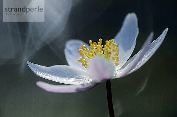 Buschwindröschen (Anemone nemorosa) im Gegenlicht (Hexenblume) (Geissenbluemchen)  Wood Anemone in backlight (Windflower) (Thimbleweed)