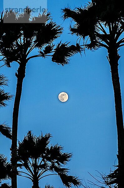 Dämmerung mit Vollmond und Palmensilhouette in Aruba  Karibik