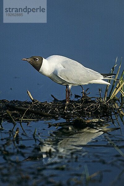 Lachmöwe (Larus ridibundus) hat ein sehr großes Nahrungsspektrum und ist sehr anpassungsfaehig (Foto Altvogel in der Brutkolonie)  Black-headed Gull is an opportunistic feeder (Common Black-headed Gull) (Photo adult bird in the breeding colony)