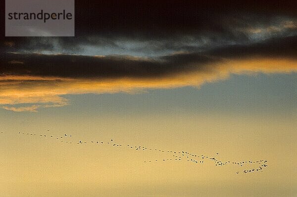 Kanadakraniche (Grus canadensis) auf ihrer Herbstwanderung in den Süden (Sandhuegelkranich)  Sandhill Cranes migrate in fall to the south