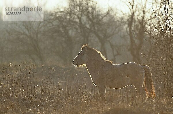 Konik  Hengst im Gegenlicht beobachtet aufmerksam seine Herde (Waldtarpan-Rueckzuechtung)  Heck Horse stallion in backlight observing alert his herd (Tarpan-breeding back) (Equus ferus caballus)  Equus ferus ferus