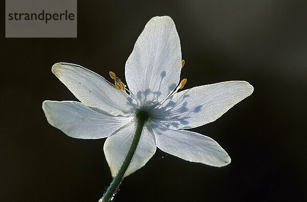 Buschwindröschen (Anemone nemorosa) im Gegenlicht (Hexenblume) (Geissenbluemchen)  Wood Anemone in backlight (Windflower) (Thimbleweed)