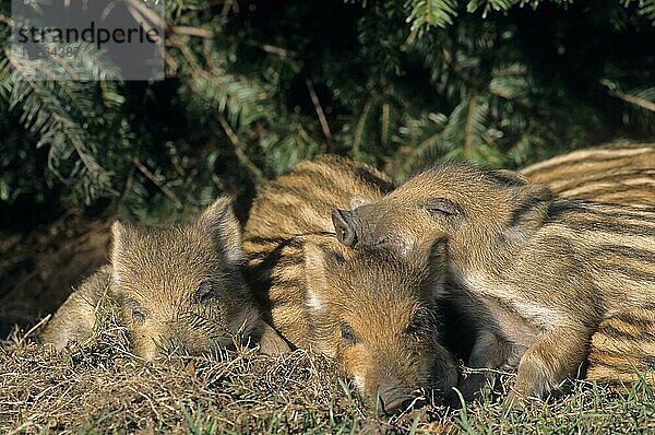 Frischlinge liegen eng zusammen schlafen (Schwarzwild) (Wildschwein)  Wild shoates lying close together sleeping (Wild Hog) (Wild Boar) (Sus scrofa)