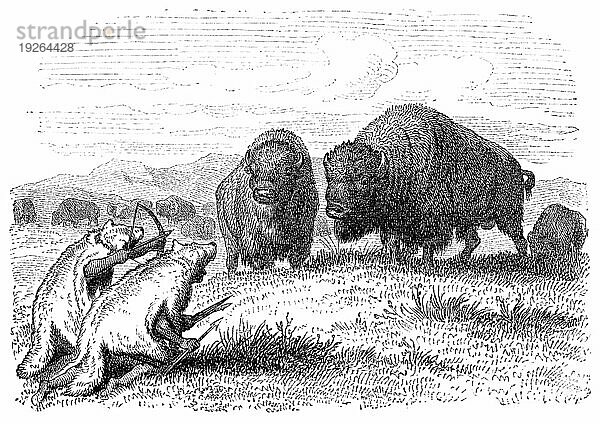Amerikanische Ureinwohner jagen Büffel. Kupferstich von unbekanntem Künstler aus Ernst von Hesse Warteggs Nord Amerika  schwedische Ausgabe von 1880