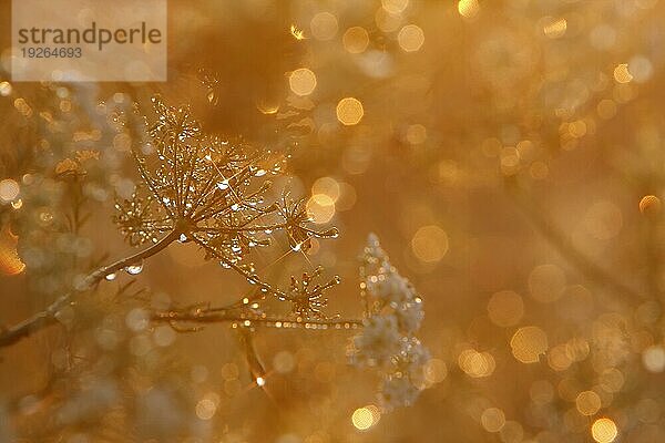 Wiesen-Bärenklau (Heracleum sphondylium) im Gegenlicht mit Tautropfen  Strohauser Plate  Landkreis Wesermarsch  Niedersachsen  Deutschland  Europa