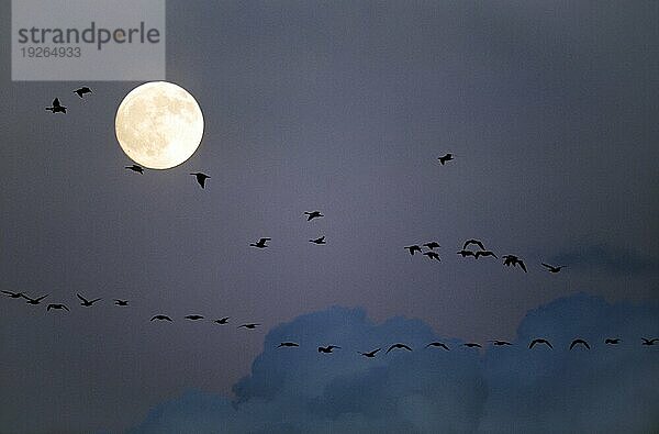 Weißwangengänse auf dem Zug gen Süden vor dem Vollmond (M) (Nonnengaense)  Barnacle Goose migrating to the south in front of the fullmoon (M)  Branta leucopsis (M)