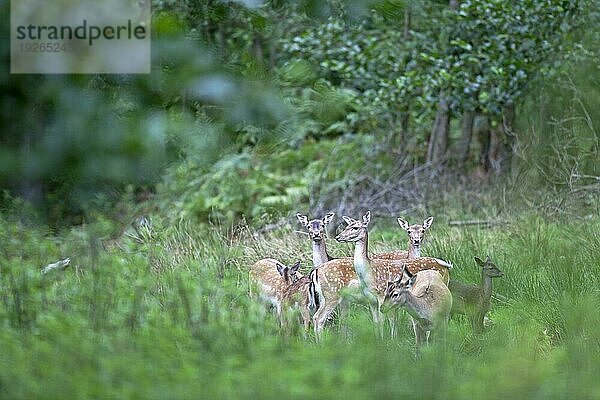 Damhirsche (Dama dama) werden in ganz Europa häufig in Parks und Freigehegen gehalten  sehr zur Freude der Besucher (Damwild) (Foto Damtiere) (Kälber und Damspiesser)  Fallow Deer is one of the most important ornamental park species in Europe (European Fallow Deer) (Photo Fallow Deer does) (calves and brocket)