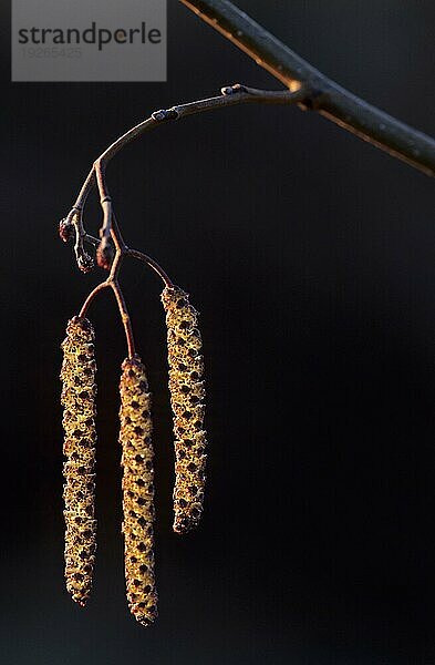 Schwarz-Erle (Alnus glutinosa) männliche Blütenstände unten und die Kleineren weiblichen oberhalb im Gegenlicht (Eller) (Else)  Common Alder male inflorescence down and the smaller females up in backlight (Black Alder) (European Alder)