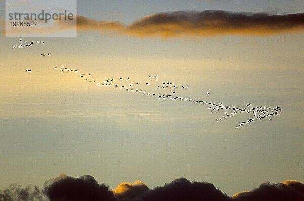 Kanadakraniche (Grus canadensis) auf ihrer Herbstwanderung in den Süden (Sandhuegelkranich)  Sandhill Cranes migrate in fall to the south