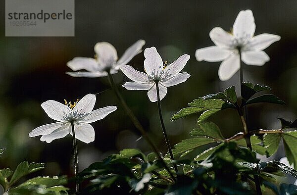 Buschwindröschen (Anemone nemorosa) im Gegenlicht (Hexenblume) (Geissenbluemchen)  Wood Anemone in backlight (Windflower) (Thimbleweed)