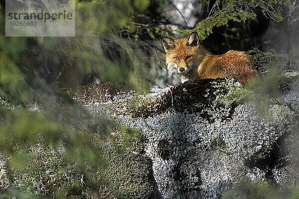 Rotfuchs (Vulpes vulpes)  die Fähe verbringt die ersten 2  3 Wochen bei den Welpen im Bau (Fuchs) (Foto Rotfuchs genießt die Sonne)  Red Fox  the vixen remains with the cubs for 2 to 3 weeks (Photo Red Fox resting)