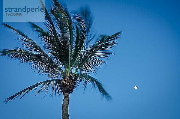 Dämmerung mit Vollmond und Palmensilhouette in Aruba  Karibik