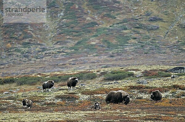 Eine Moschusochsengruppe (Ovibos moschatus) in der herbstlich verfärbten Tundra (Bisamochse) (Schafsochse)  A group of Muskox in the autumnally tundra (Musk Ox) (Musk-Ox)