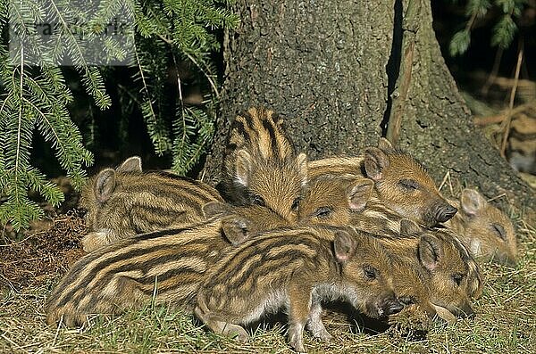 Frischlinge liegen eng zusammen schlafen (Schwarzwild) (Wildschwein)  Wild Boar piglets lying close together sleeping (Wild Hog) (Wild Boar) (Sus scrofa)