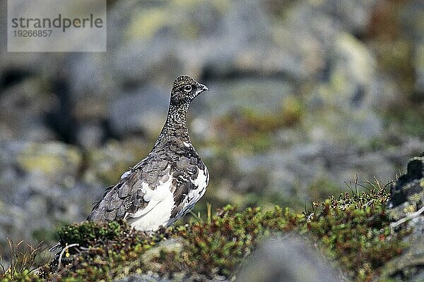 Alpenschneehuhn (Lagopus muta)  das Weibchen legt 3  11 Eier (Schneehuhn) (Foto Alpenschneehuhn im Sommerkleid)  Rock Ptarmigan  the hen lays 3 to 11 eggs (Snow Chicken) (Photo Ptarmigan adult bird in summer plumage)  Lagopus mutus