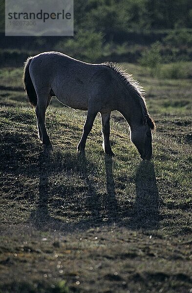 Konik  Hengst äst auf einer Magerrasenflaeche im Gegenlicht (Waldtarpan-Rueckzuechtung)  Heck Horse stallion grazing on a neglected grassland area in backlight (Tarpan-breeding back) (Equus ferus caballus)  Equus ferus ferus