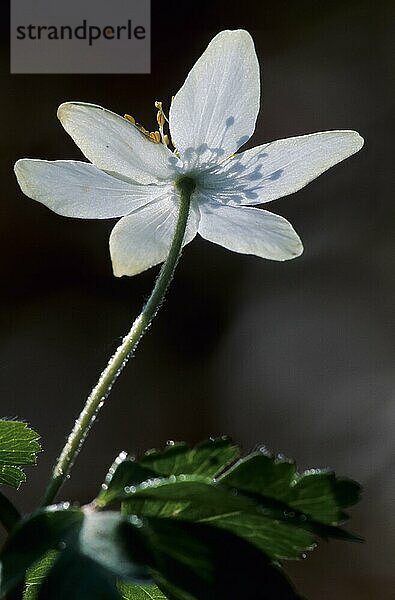 Buschwindröschen (Anemone nemorosa) im Gegenlicht (Hexenblume) (Geissenbluemchen)  Wood Anemone in backlight (Windflower) (Thimbleweed)