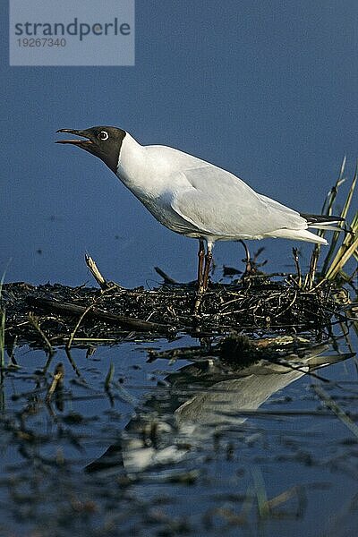 Lachmöwe (Larus ridibundus) hat ein sehr großes Nahrungsspektrum und ist sehr anpassungsfaehig (Foto Altvogel in der Brutkolonie)  Black-headed Gull is an opportunistic feeder (Common Black-headed Gull) (Photo adult bird in the breeding colony)