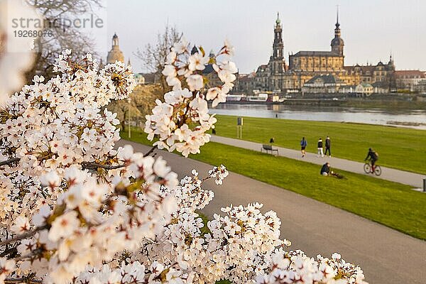 Blühende Bäume am Neustädter Elbufer am Abend