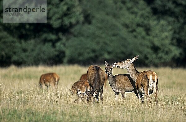 Rottier umsorgt ihr Kalb auf einer Waldwiese (Rotwild) (Edelhirsch)  Red Deer hind caring her calf on a forest meadow (Cervus elaphus)
