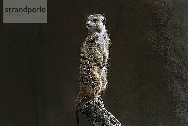 Das Erdmännchen ist eine Säugetierart aus der Familie der Mangusten. Erdmännchen leben in trockenen Regionen im südlichen Afrika. Sie leben in Gruppen von vier bis neun Tieren mit ausgeprägtem Sozialverhalten und ernähren sich vorwiegend von Insekten