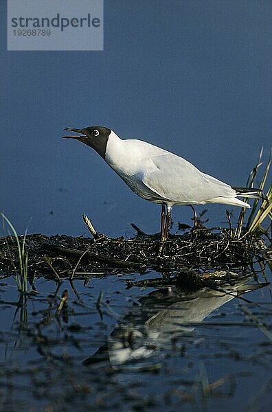 Lachmöwe (Larus ridibundus) im Brutkleid ruft und droht Artgenossen in einer Brutkolonie  Black-headed Gull in breeding plumage call and threat conspecifics in a breeding colony