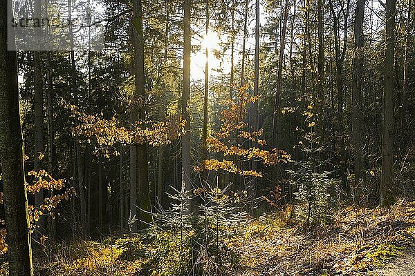 Frühlingssonne am Gamrig in der Sächsischen Schweiz