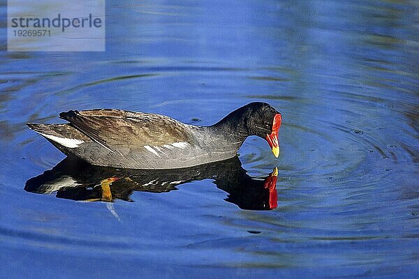 Teichhuhn (Gallinula chloropus)  ausgewachsene Vögel tragen die typisch rote Blesse oberhalb des Schnabels (Teichralle) (Foto Altvogel auf Nahrungssuche)  Common Moorhen  adult birds have a red frontal shield over the bill (Swamp Chicken) (Photo adult bird)