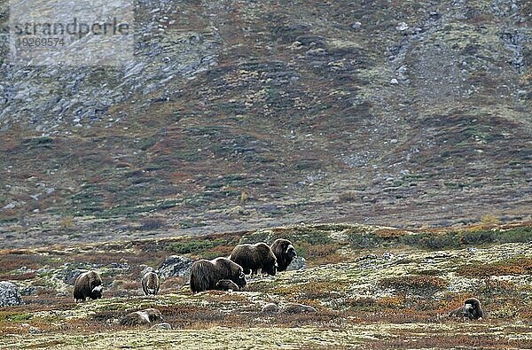 Eine Moschusochsengruppe (Ovibos moschatus) in der herbstlich verfärbten Tundra (Bisamochse) (Schafsochse)  A group of Muskox in the autumnally tundra (Musk Ox) (Musk-Ox)