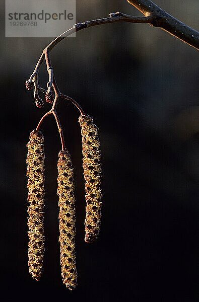 Schwarz-Erle (Alnus glutinosa) männliche Blütenstände unten und die Kleineren weiblichen oberhalb im Gegenlicht (Eller) (Else)  Common Alder male inflorescence down and the smaller females up in backlight (Black Alder) (European Alder)