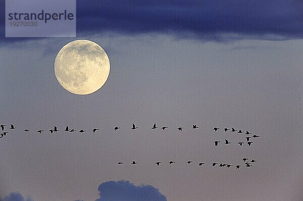 Weißwangengänse auf dem Zug gen Süden vor dem Vollmond (M) (Nonnengaense)  Barnacle Goose migrating to the south in front of the fullmoon (M)  Branta leucopsis (M)