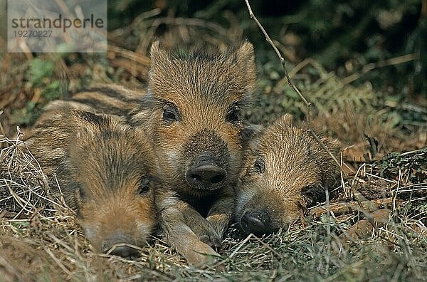 Frischlinge liegen eng zusammen schlafen (Schwarzwild) (Wildschwein)  Wild Boar piglets lying close together sleeping (Feral Pig) (Wild Boar) (Sus scrofa)