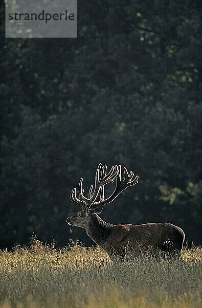 Rothirsch (Cervus elaphus) mit Bastgeweih im Gegenlicht  Red Deer stag with velvet antler in backlight