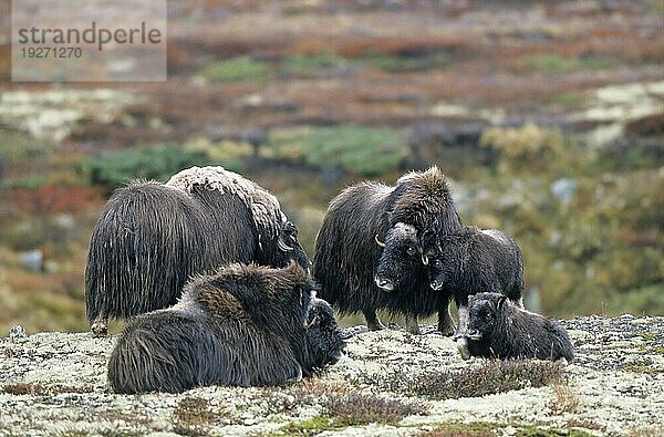 Eine Moschusochsengruppe (Ovibos moschatus) in der herbstlich verfärbten Tundra (Bisamochse) (Schafsochse)  A group of Muskox in the autumnally tundra (Musk Ox) (Musk-Ox)