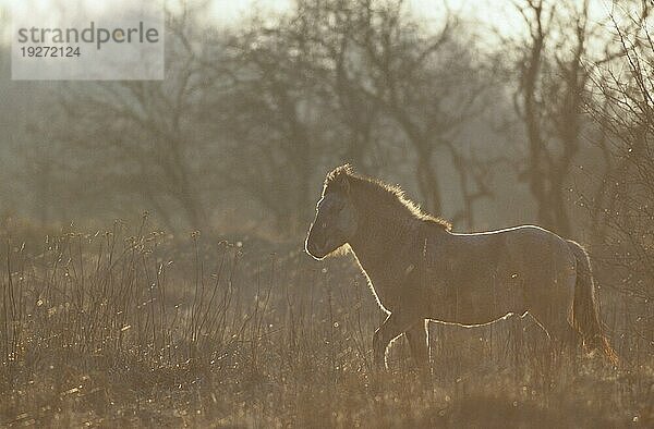 Konik  Hengst im Gegenlicht beobachtet aufmerksam seine Herde (Waldtarpan-Rueckzuechtung)  Heck Horse stallion in backlight observing alert his herd (Tarpan-breeding back) (Equus ferus caballus)  Equus ferus ferus