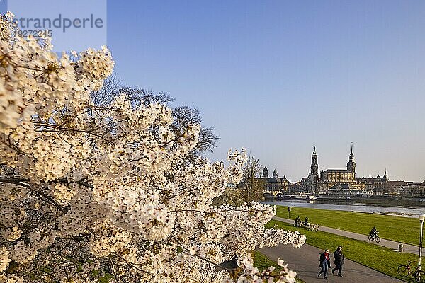 Blühende Bäume am Neustädter Elbufer am Abend