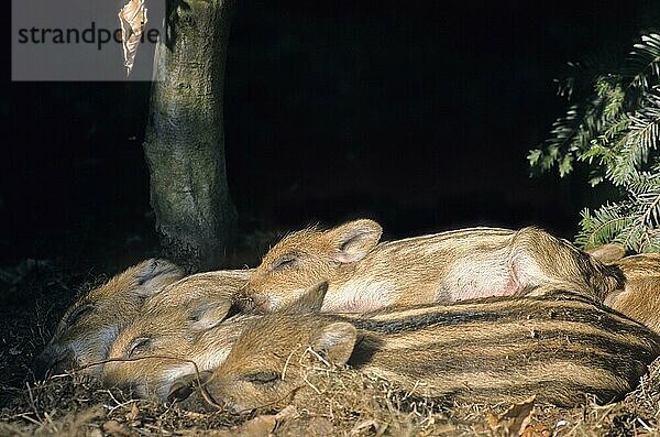 Frischlinge liegen eng zusammen schlafen (Schwarzwild) (Wildschwein)  Wild shotes lying close together sleeping (Wild Hog) (Wild Boar) (Sus scrofa)