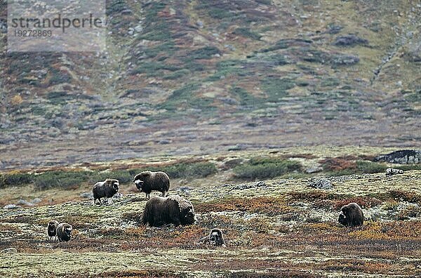 Eine Moschusochsengruppe (Ovibos moschatus) in der herbstlich verfärbten Tundra (Bisamochse) (Schafsochse)  A group of Muskox in the autumnally tundra (Musk Ox) (Musk-Ox)