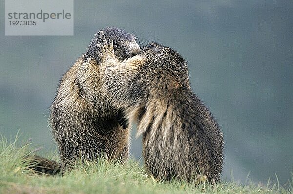 Alpenmurmeltiere (Marmota marmota) bekunden ihren Zusammenhalt durch Körperkontakt (Murmeltier)  Alpine Marmots showing their solitary by body contact