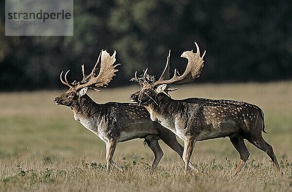 Damhirsche (Cervus dama) (Ritual vor dem Kampf)  Fallow Deer (Ritual in front of a fight)  Dama dama (dama)