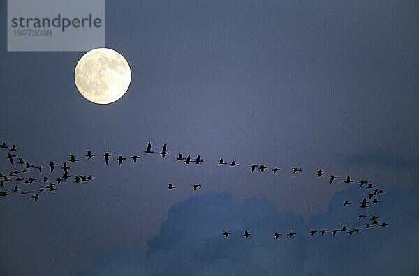 Weißwangengänse auf dem Zug gen Süden vor dem Vollmond (M) (Nonnengaense)  Barnacle Goose migrating to the south in front of the fullmoon (M)  Branta leucopsis (M)